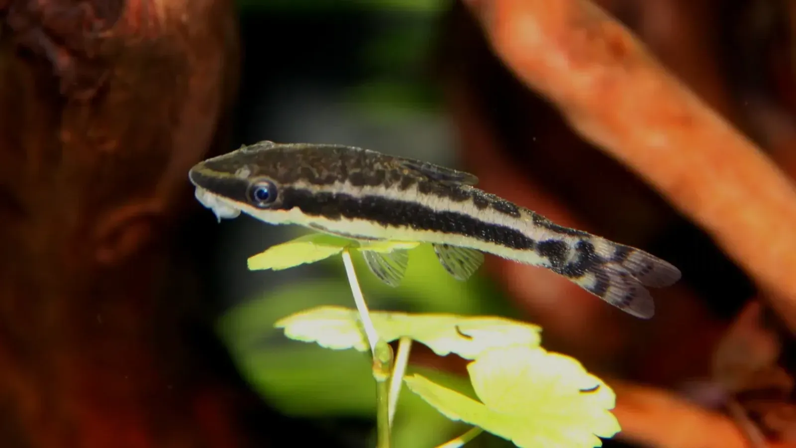 Oto on a Leaf
